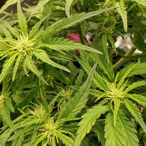 Zkittlez growlog timeline photo