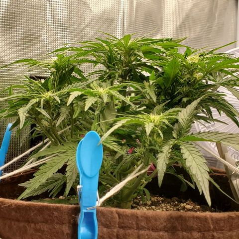 Zkittlez growlog timeline photo