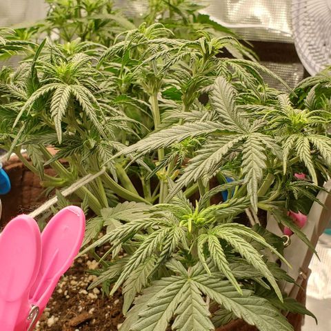 Gorilla Cookies growlog timeline photo