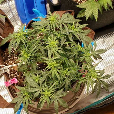 Gorilla Cookies growlog timeline photo
