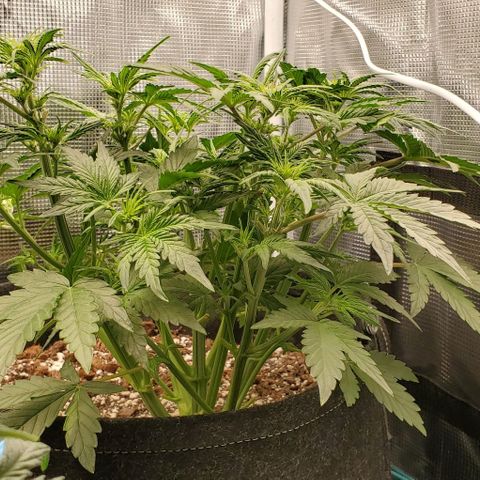 Think Different growlog timeline photo