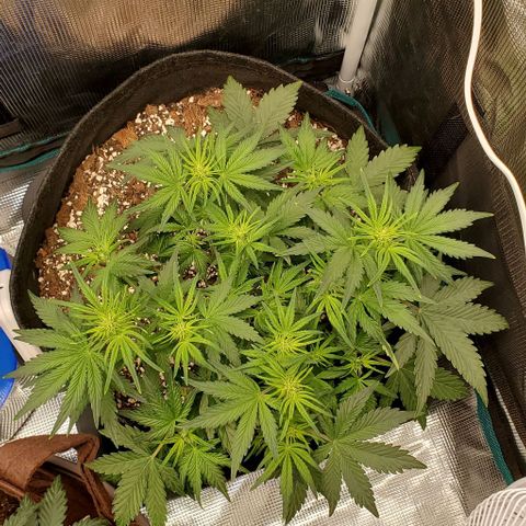 Think Different growlog timeline photo