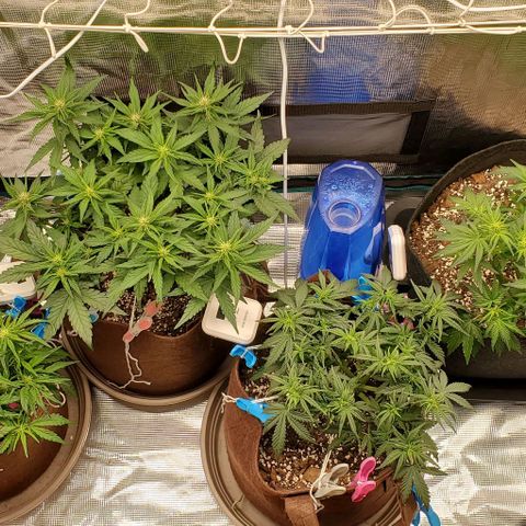 Purple Lemonade growlog timeline photo