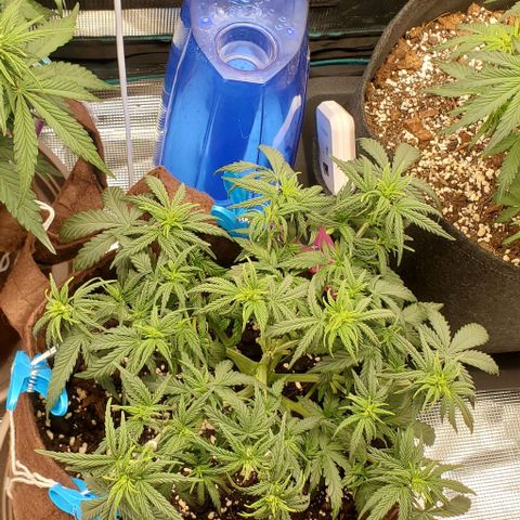 Gorilla Cookies growlog timeline photo