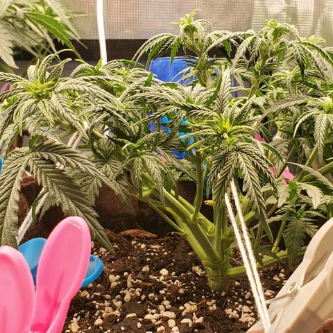 Gorilla Cookies growlog timeline photo