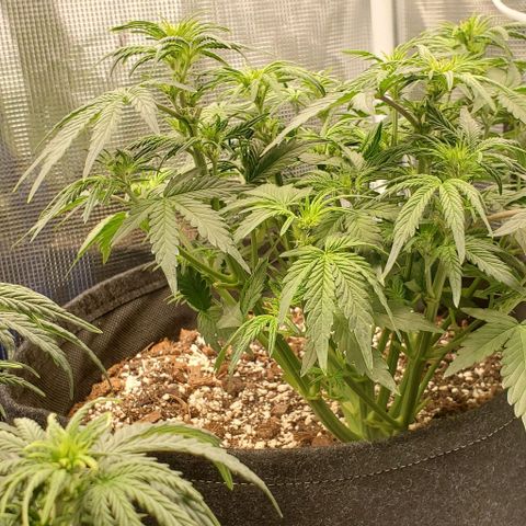 Think Different growlog timeline photo