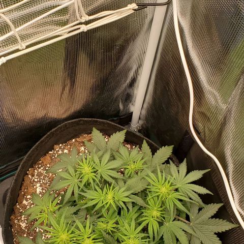 Think Different growlog timeline photo