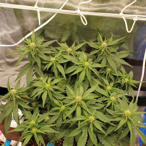 Purple Lemonade growlog timeline photo