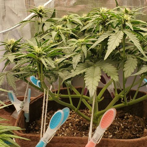 Purple Lemonade growlog timeline photo