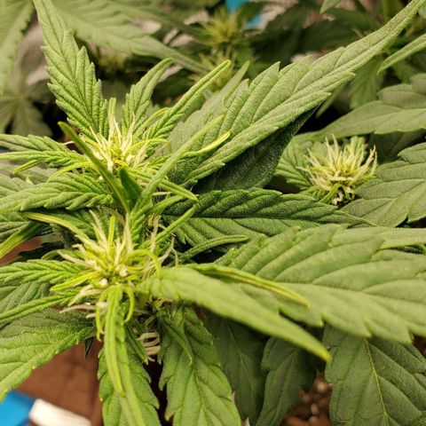 Purple Lemonade growlog timeline photo