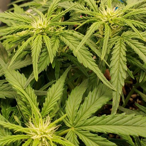 Zkittlez growlog timeline photo