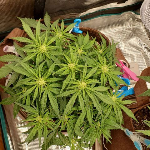 Zkittlez growlog timeline photo