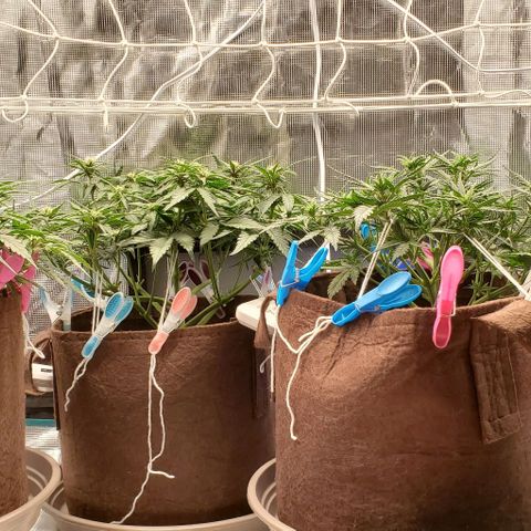 Purple Lemonade growlog timeline photo