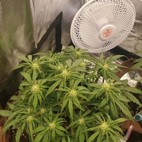 Zkittlez growlog timeline photo