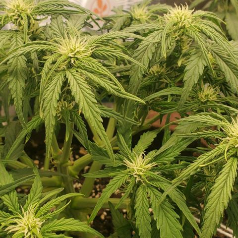 Zkittlez growlog timeline photo