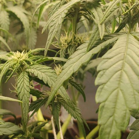 Purple Lemonade growlog timeline photo