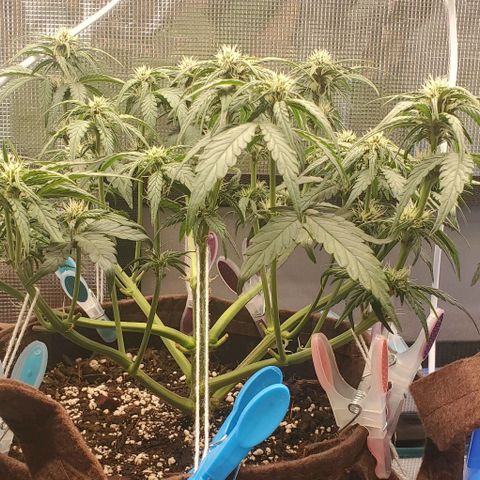 Purple Lemonade growlog timeline photo