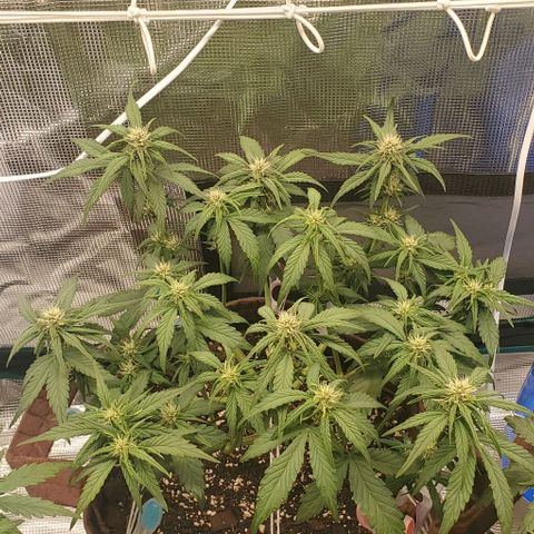 Purple Lemonade growlog timeline photo