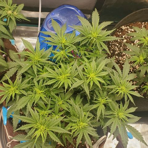 Gorilla Cookies growlog timeline photo
