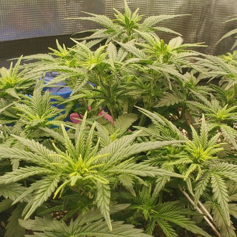 Gorilla Cookies growlog timeline photo