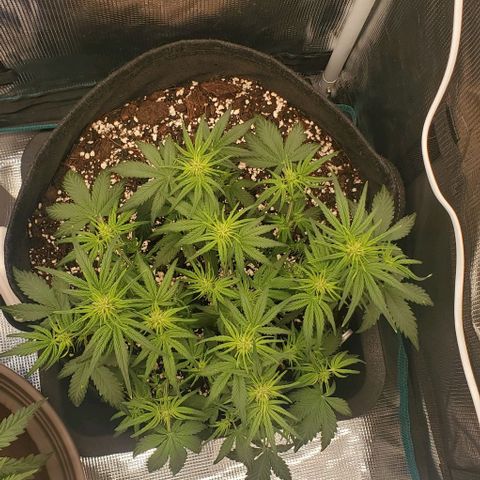 Think Different growlog timeline photo
