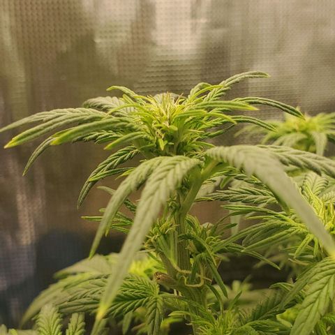 Think Different growlog timeline photo