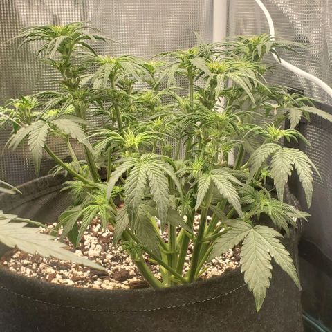 Think Different growlog timeline photo