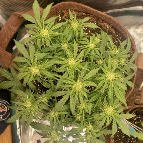 Zkittlez growlog timeline photo