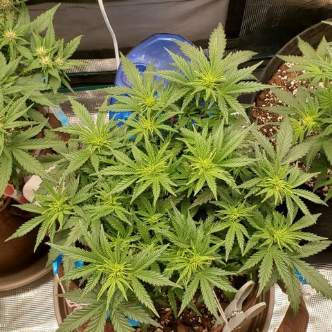 Gorilla Cookies growlog timeline photo