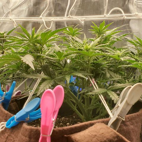 Gorilla Cookies growlog timeline photo