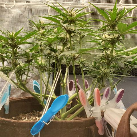 Purple Lemonade growlog timeline photo