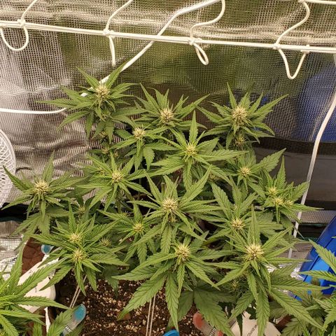 Purple Lemonade growlog timeline photo