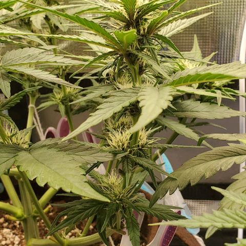 Purple Lemonade growlog timeline photo