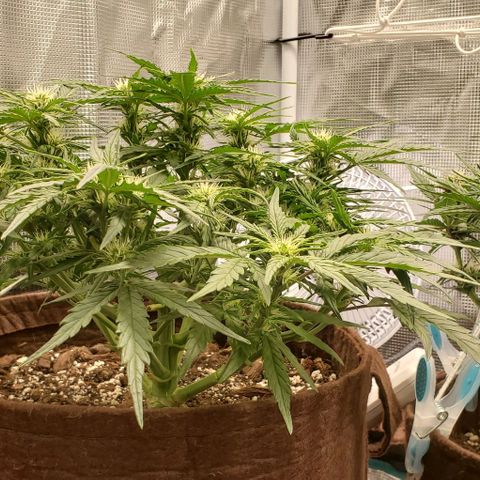 Zkittlez growlog timeline photo
