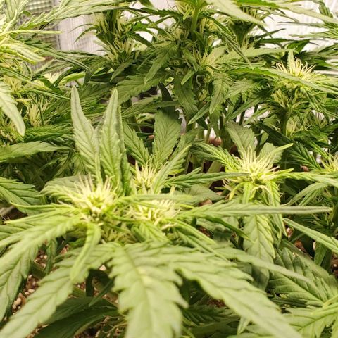 Zkittlez growlog timeline photo