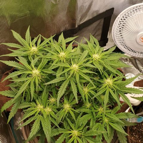 Zkittlez growlog timeline photo