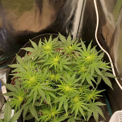 Think Different growlog timeline photo