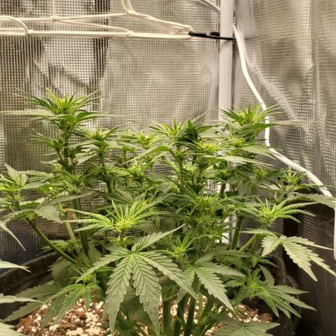 Think Different growlog timeline photo