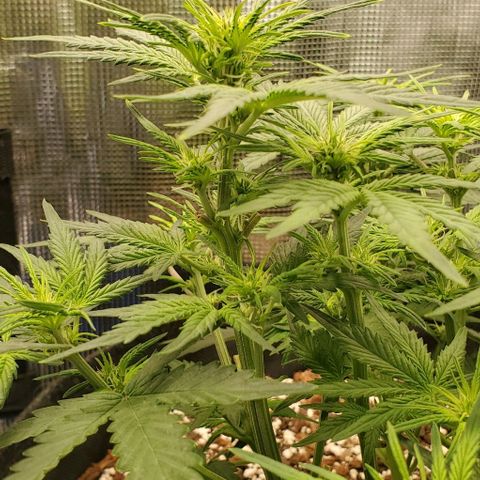Think Different growlog timeline photo