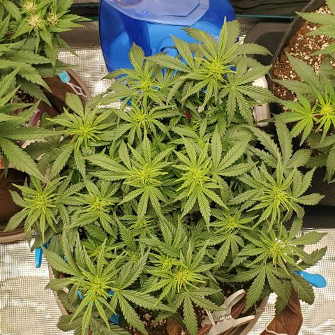 Gorilla Cookies growlog timeline photo