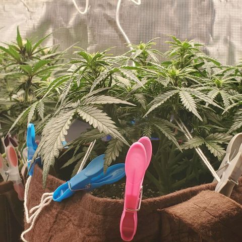 Gorilla Cookies growlog timeline photo