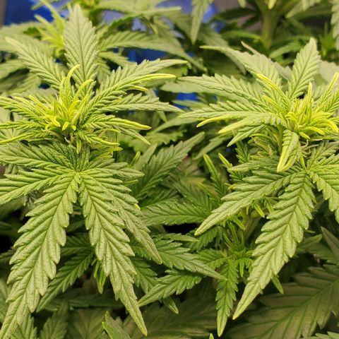 Gorilla Cookies growlog timeline photo