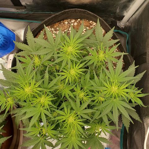 Think Different growlog timeline photo