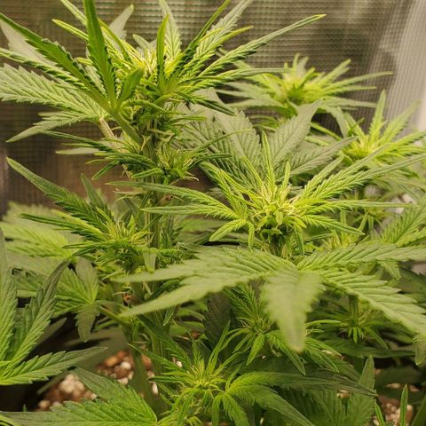 Think Different growlog timeline photo