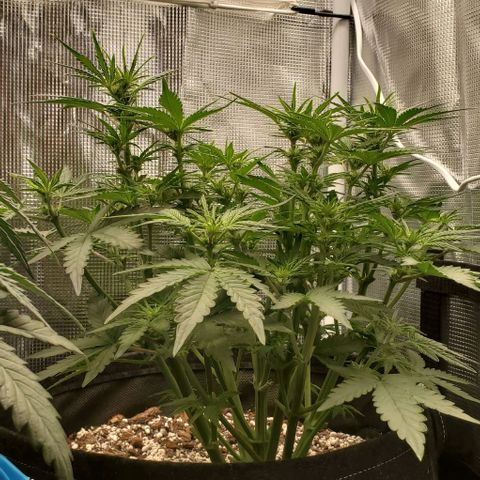 Think Different growlog timeline photo