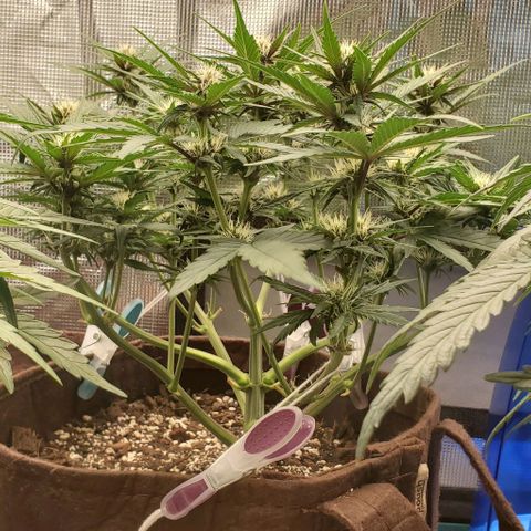 Purple Lemonade growlog timeline photo