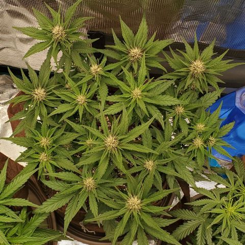 Purple Lemonade growlog timeline photo