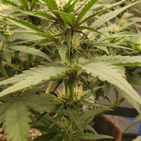 Purple Lemonade growlog timeline photo