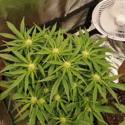 Zkittlez growlog timeline photo