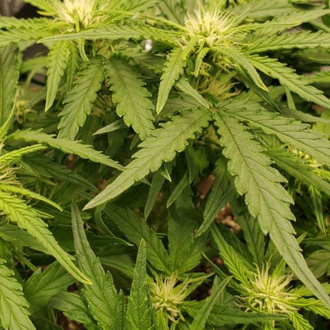 Zkittlez growlog timeline photo